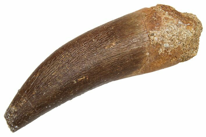 Fossil Plesiosaur (Zarafasaura) Tooth - Morocco #231086